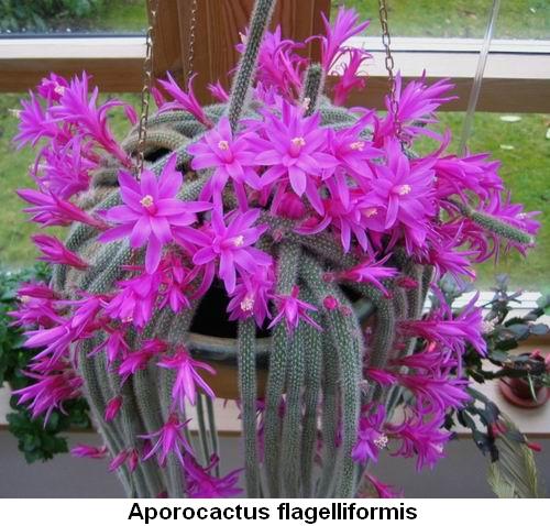 Aporocactus flagelliformis.jpg